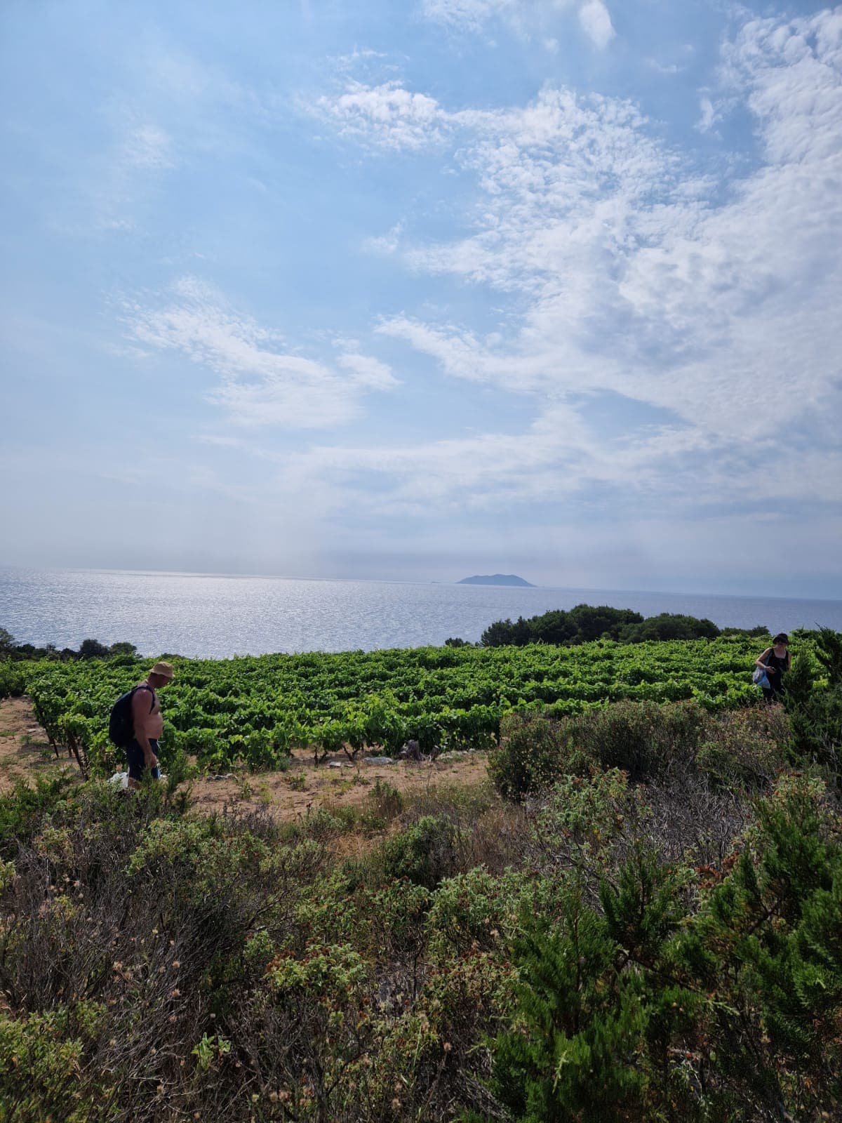 The vineyard on Biševo sloping down to the Adriatic sea